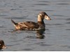 Photo of First Winter Surf Scoter - Melanitta perspicillata